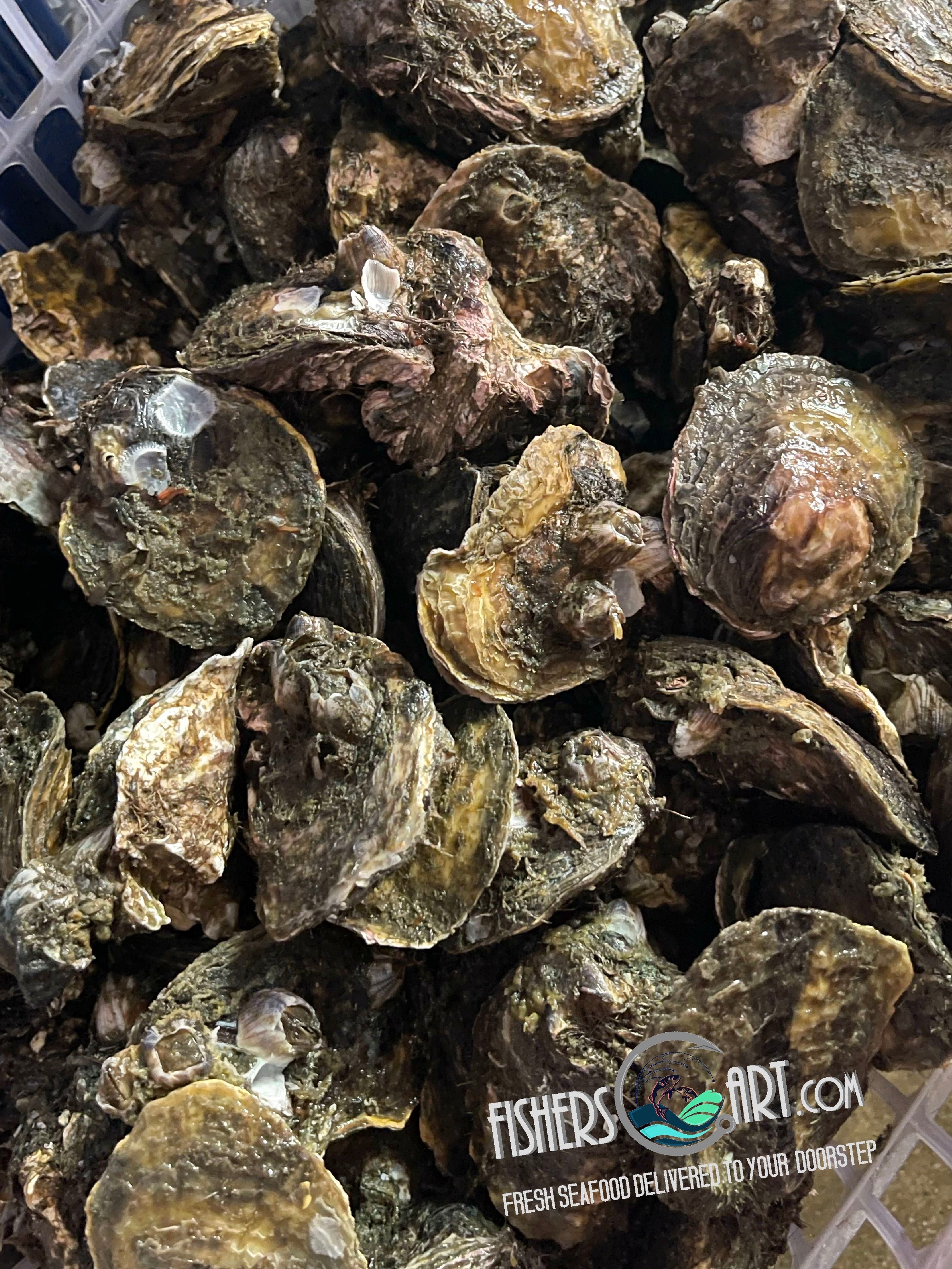 Fresh Aklan Talaba (~1kg)