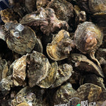Fresh Aklan Talaba (~1kg)