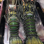 Fresh Lobster~1kg - Fishers Cart