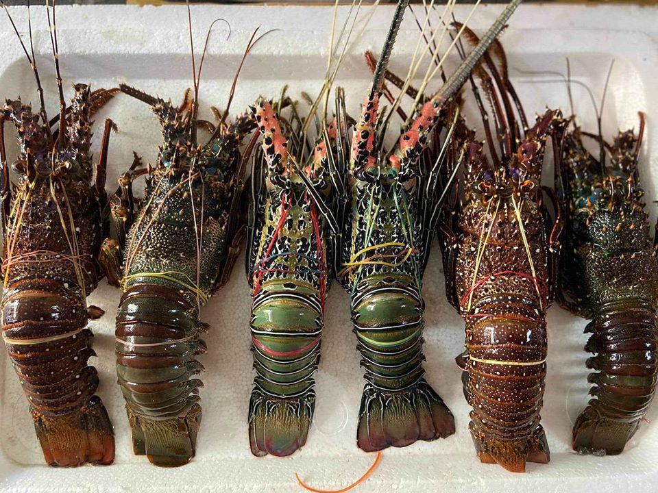 Fresh Lobster~1kg - Fishers Cart