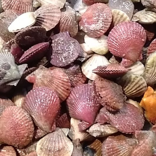 Fresh Scallops Half Shell (~1kg)