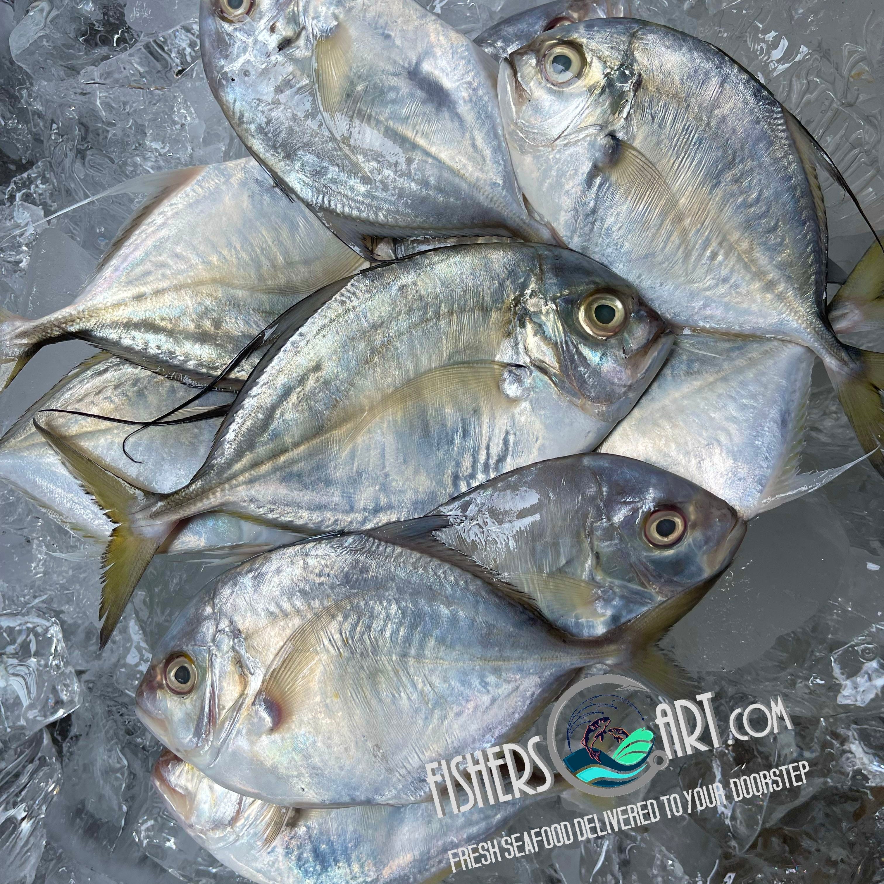 Fresh Talakitok (~1kg)