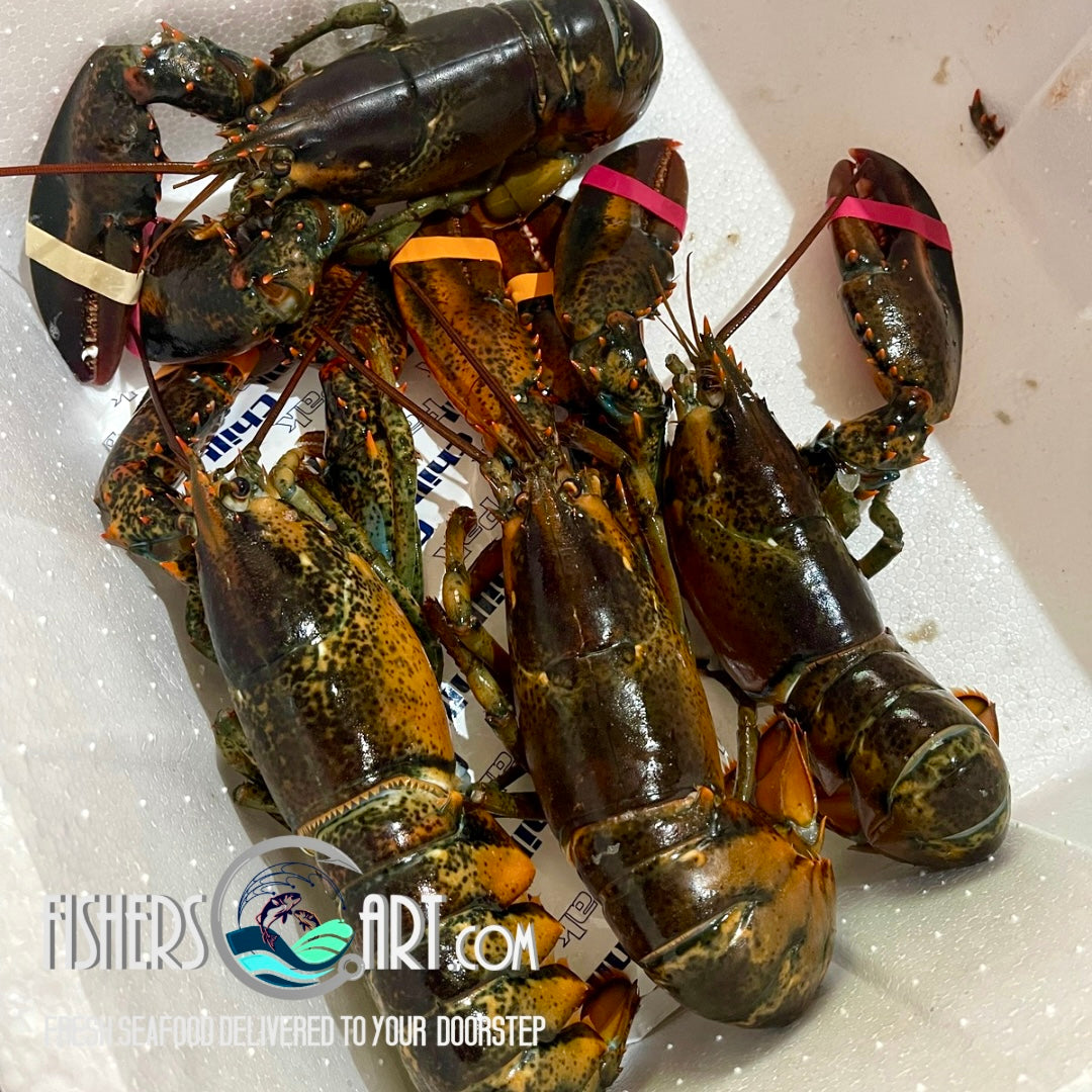 Fresh Boston Lobster (~1kg; 2pcs)