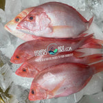 Fresh Maya-Maya (~1kg)