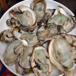 Fresh Aklan Talaba (~1kg)