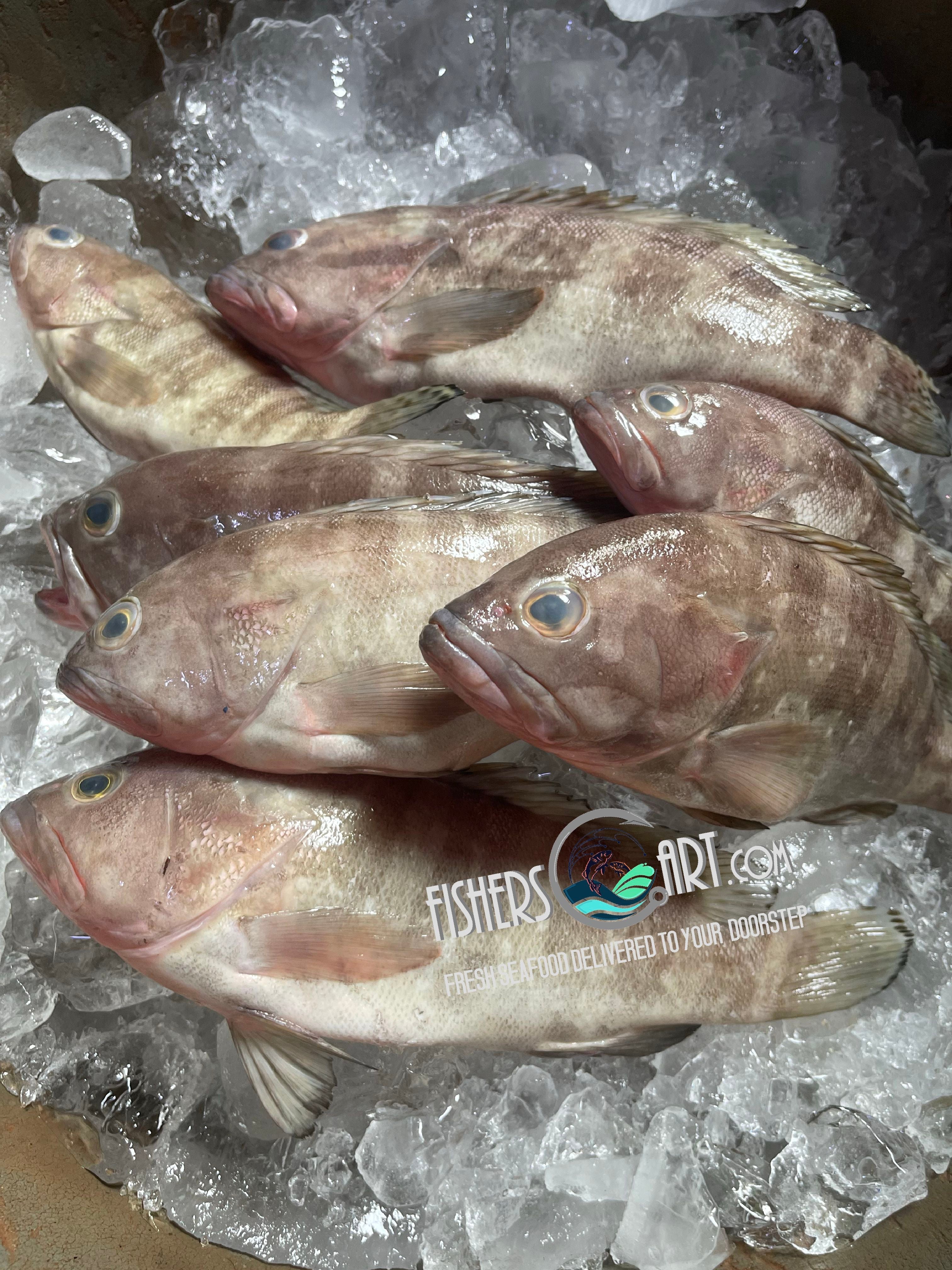 Fresh Ulpot Lapu-Lapu (~1kg)