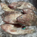 Fresh Ulpot Lapu-Lapu (~1kg)