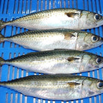 Fresh Alumahan (~1kg)