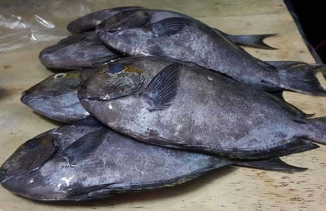 Fresh Labahita (~1kg)