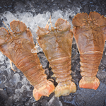 Fresh Lobster Pitik (~1kg)