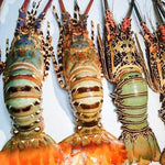 Fresh Lobster~1kg - Fishers Cart