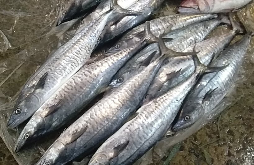 Fresh Tanigue Whole (~2.5kg)