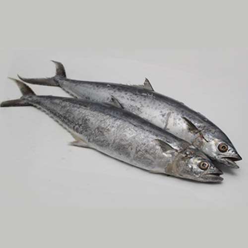 Fresh Tanigue Whole (~2.5kg)