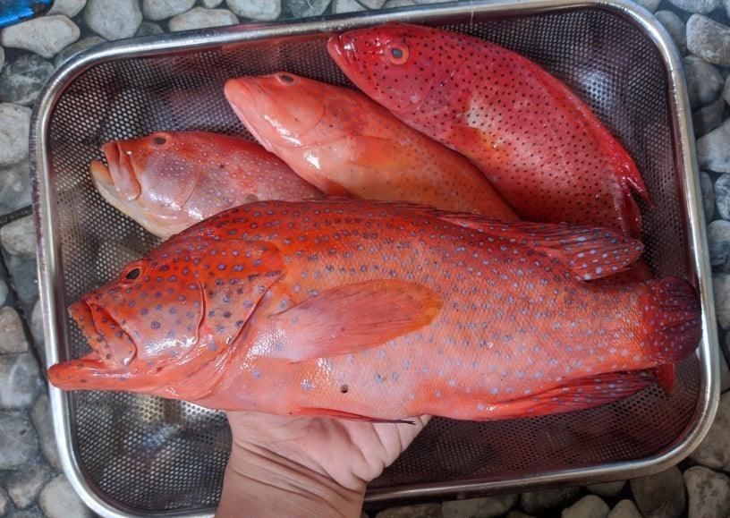 Lapu-Lapu~1kg - Fishers Cart