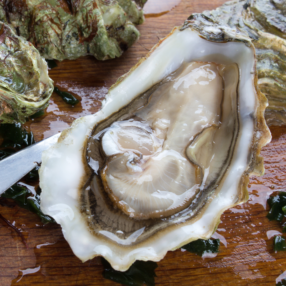 Fresh Aklan Talaba (~1kg)