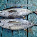 Fresh Yellowfin Tuna (~1kg)