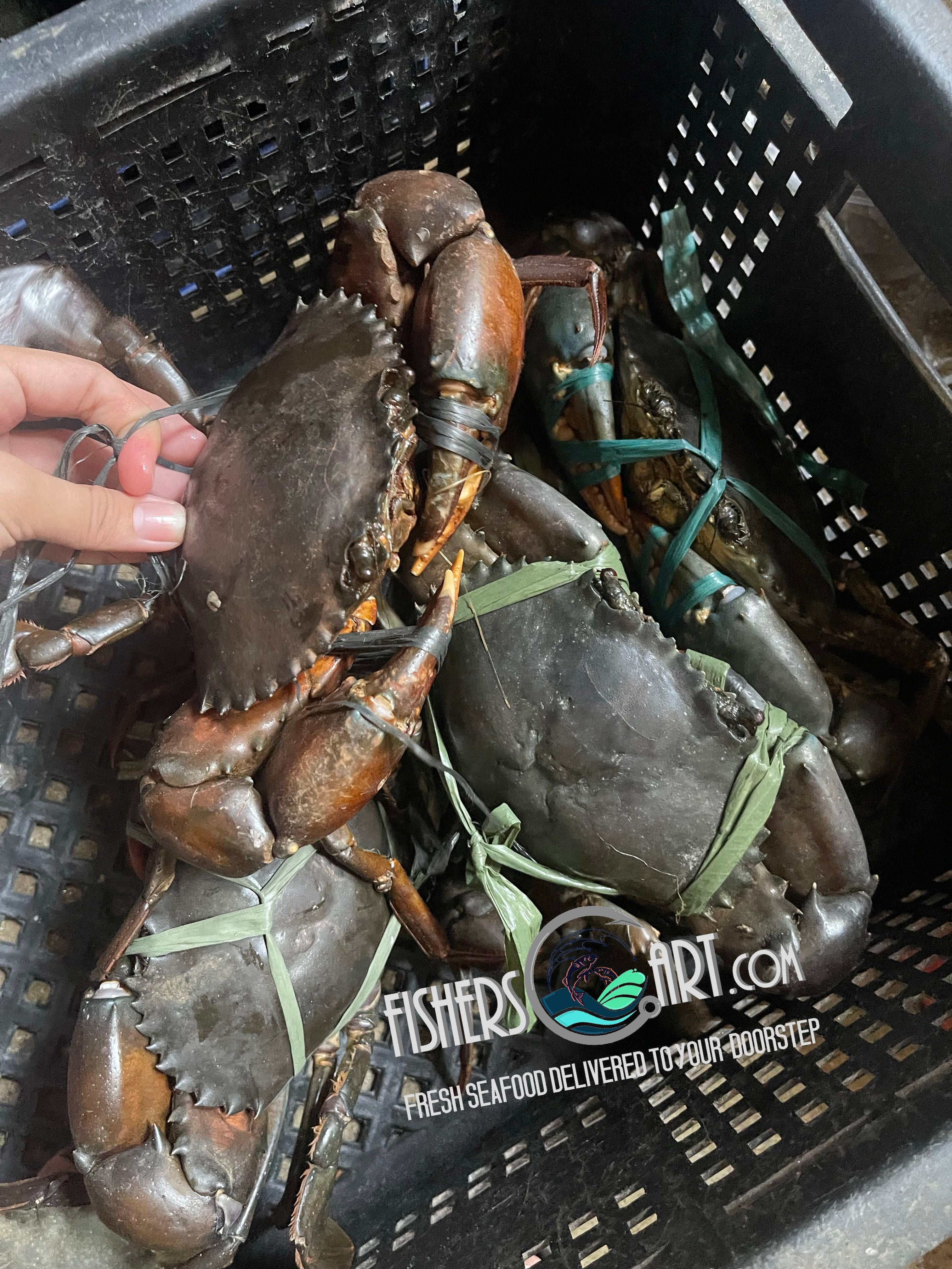 Fresh Alimango (~1kg)