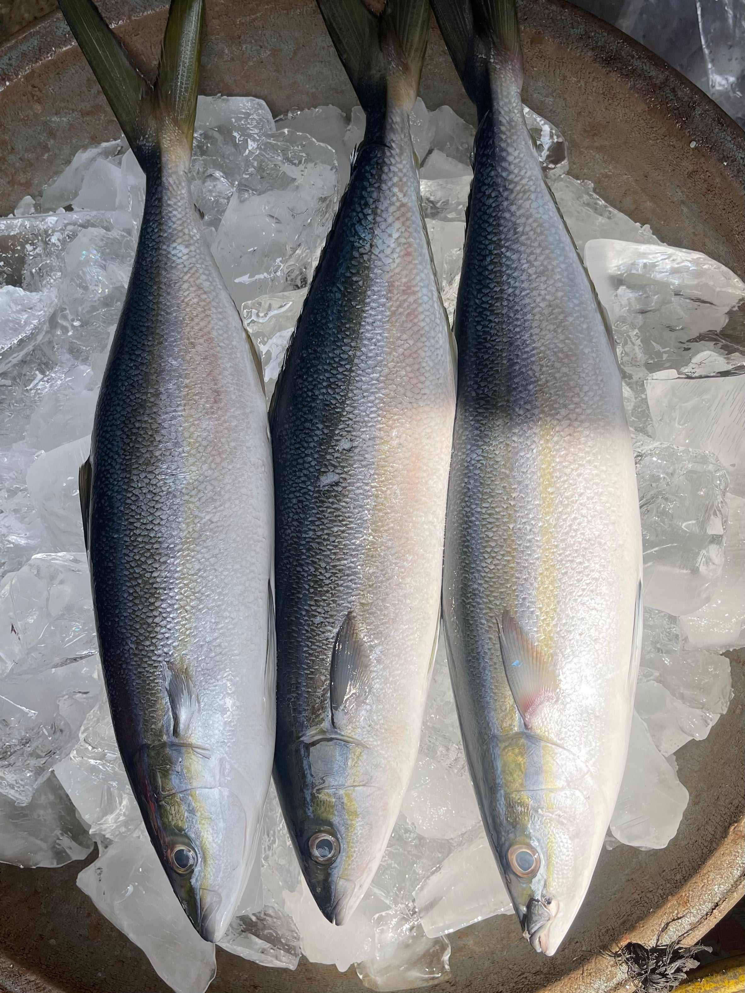 Fresh Local Salmon (~1kg)