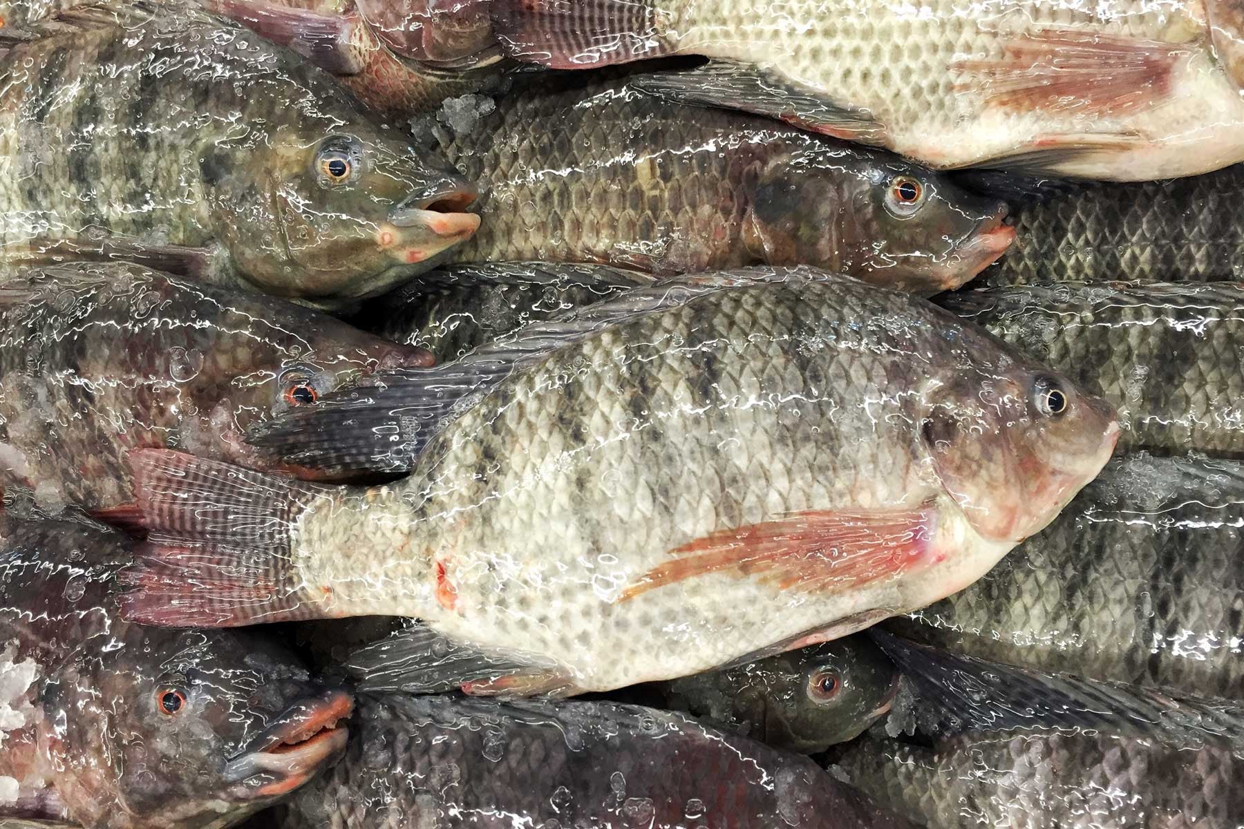 Fresh Tilapia (~1kg)