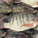 Fresh Tilapia (~1kg)